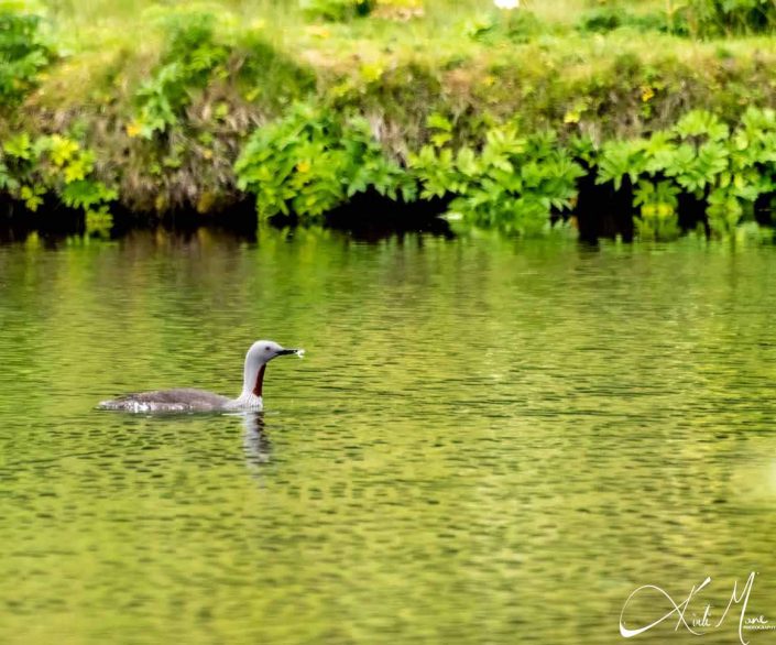 Beautiful photo of a red throated diver with a feather in its beak