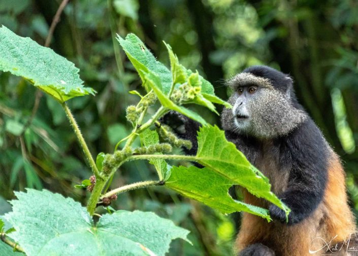 A golden monkey in the trees, reaching out for the leaves to eat them. Picture taken in Rwanda.