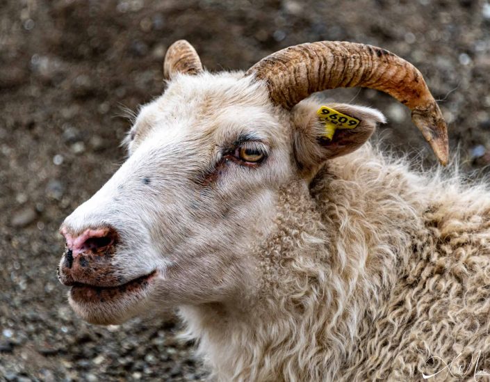 Best photo of Icelandic sheep