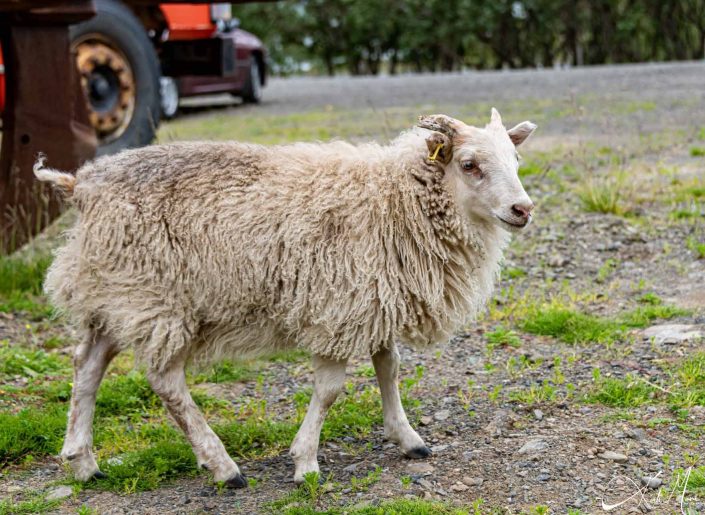 Best photo of Icelandic sheep