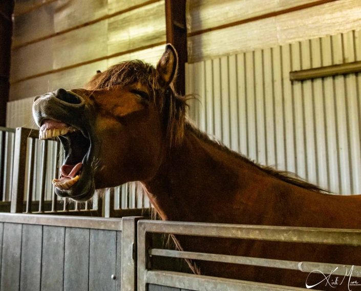 Funny laughing photo of Icelandic horse