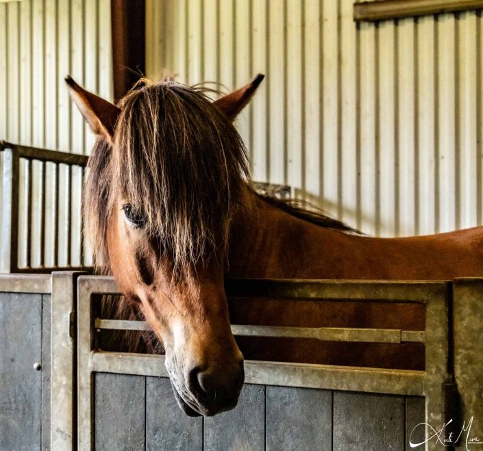 Best portrait of an Icelandic horse