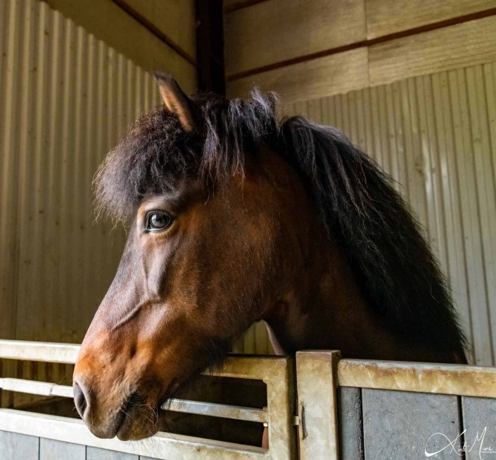 Beautiful portrait of an Icelandic horse