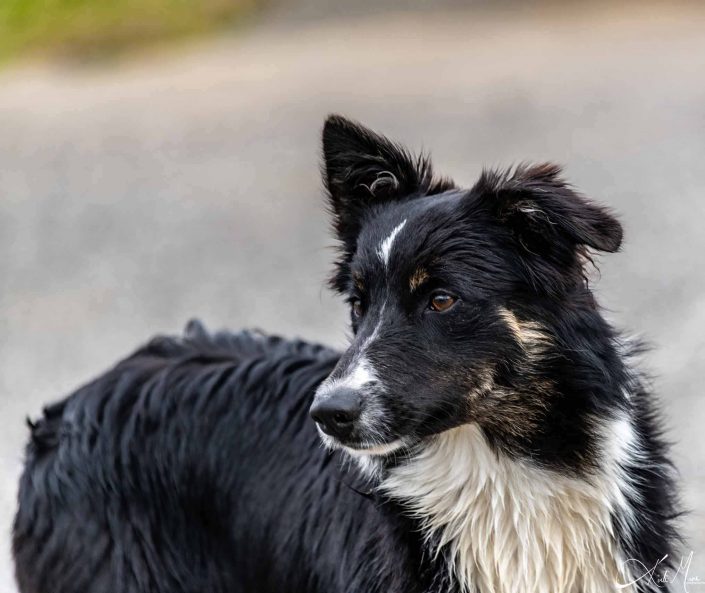 Best close-up photo of a dog