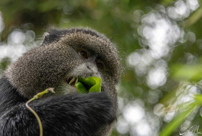 Best close-up photo of a golden monkey in the tress, eating leaves. Picture taken in Rwanda.