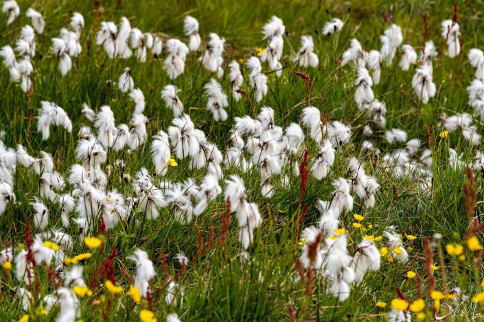 Best photo of Icelandic cotton grass