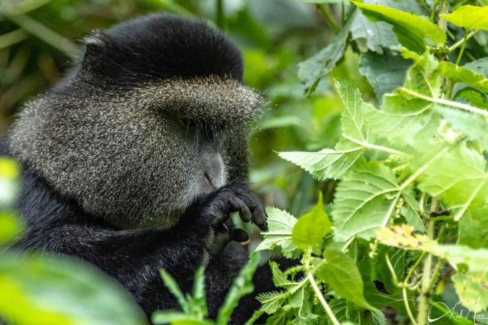 Best close-up photo of a golden monkey in the tree with his hand over his mouth. Picture taken in Rwanda.