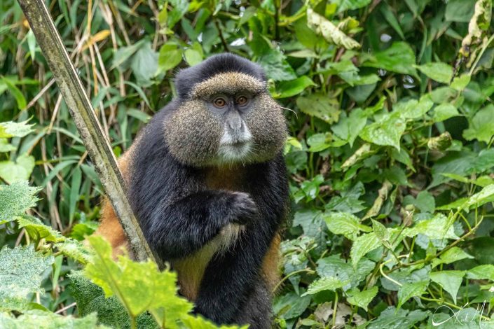 Golden monkey sitting in the tree looking at you with one hand on his bent leg. Picture taken in Rwanda.