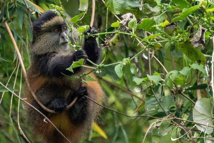 Best picture of a golden monkey in the trees, concentrating on plucking the leaves. Rwanda