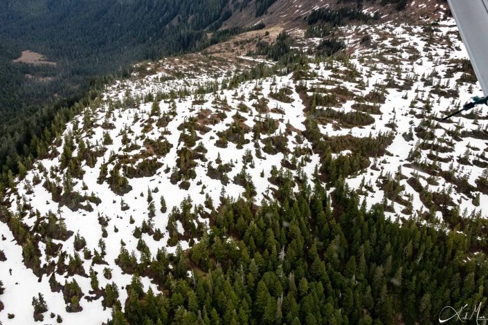 Top view of a mountain showing green conical trees and snow on the ground