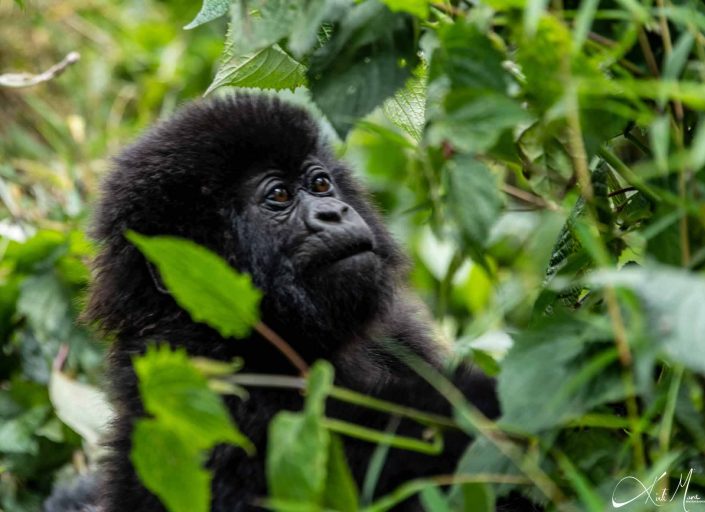 Best close-up picture of a baby Gorilla in the tress, Rwanda.