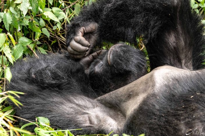 Best close-up picture of a silver back gorilla trying to sleep, similar pose to humans. Rwanda