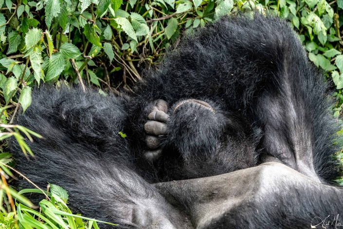 Best close-up picture of a silver back gorilla trying to sleep with a hand over his eyes, similar pose to humans. Rwanda