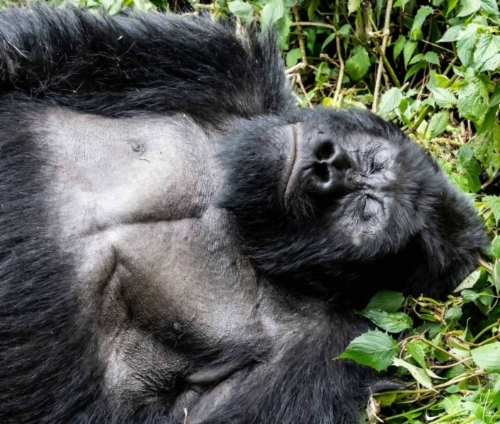 Great close-up picture of a big silver back gorilla sleeping in the bushes in Rwanda