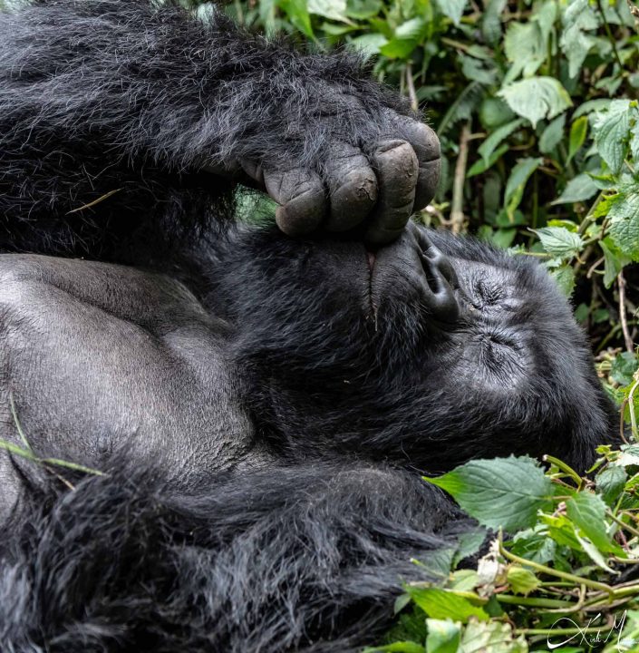 Great close-up picture of a big silver back gorilla sleeping in the bushes, while sucking on a finger. Rwanda