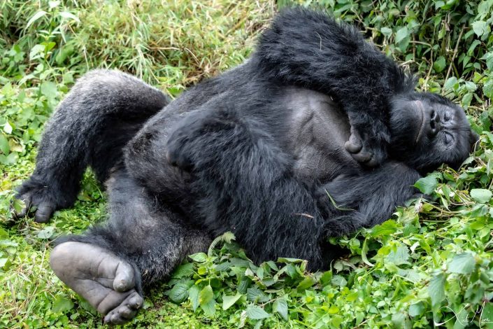 Great full body photo of a big silver back gorilla sleeping in the bushes, with hand on the chest in a thoughtful pose. Rwanda