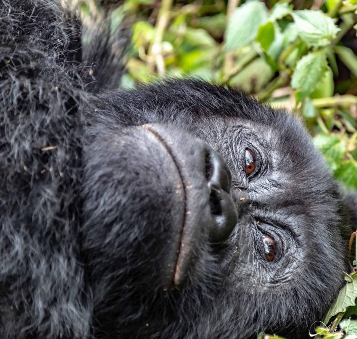 Great close-up photo of the face of a silver back gorilla looking thoughtful. Rwanda