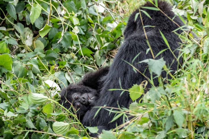 Baby gorilla looking curiously while lying in his mother's lap. Rwanda