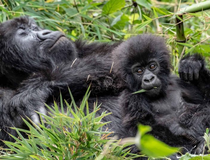 Cute photo of a baby gorilla looking playful with a leaf in his mouth while the mother is sleeping in the background. Rwanda