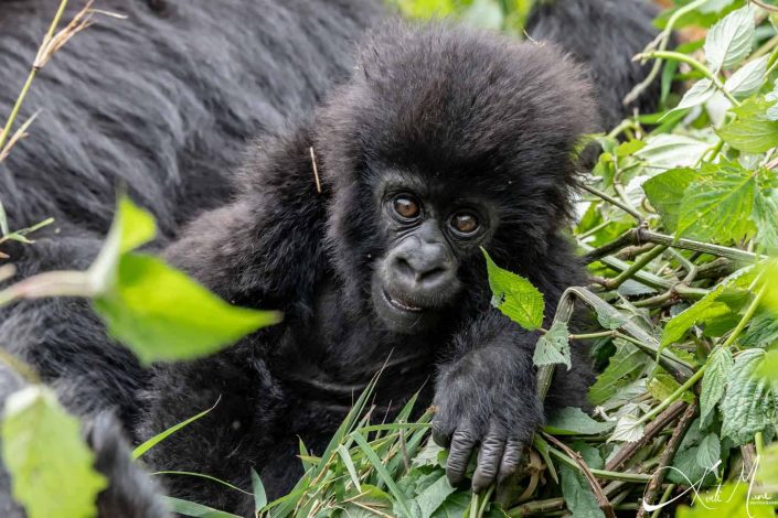 Great close-up photo of a baby gorilla leaning forwards. Rwanda