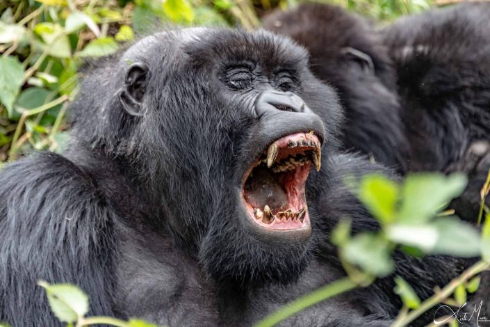 Best close-up photo of a rare bald gorilla screaming. Rwanda