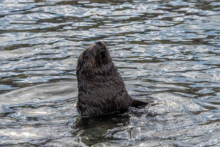 Young seal taking a dip in the sea, looks like meditating