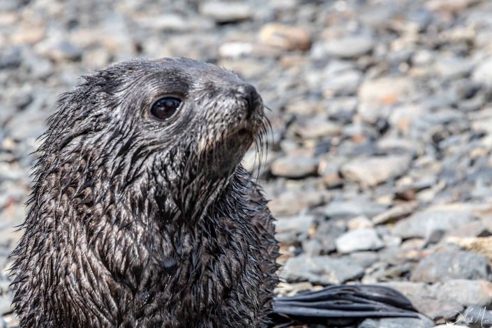 Young seal taking a dip in the sea, looks like meditating