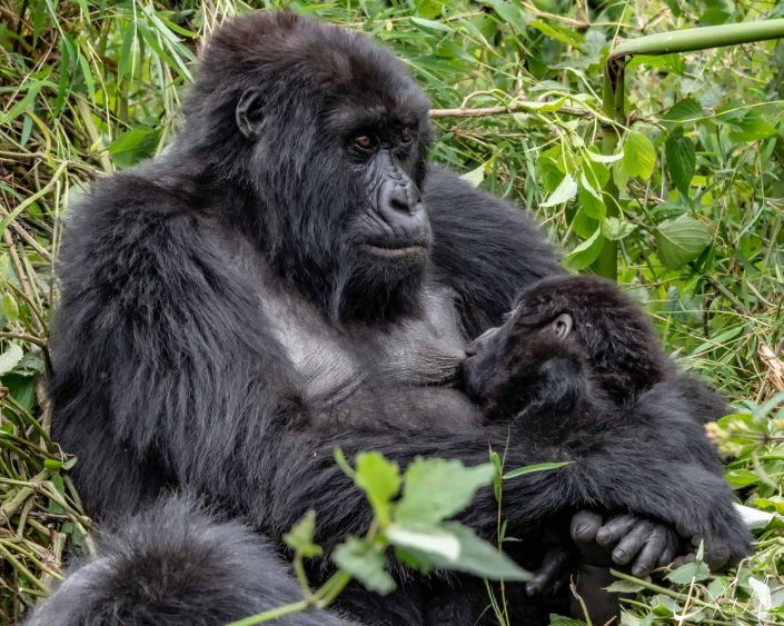 Beautiful photo of a mother gorilla breast feeding her baby. Rwanda