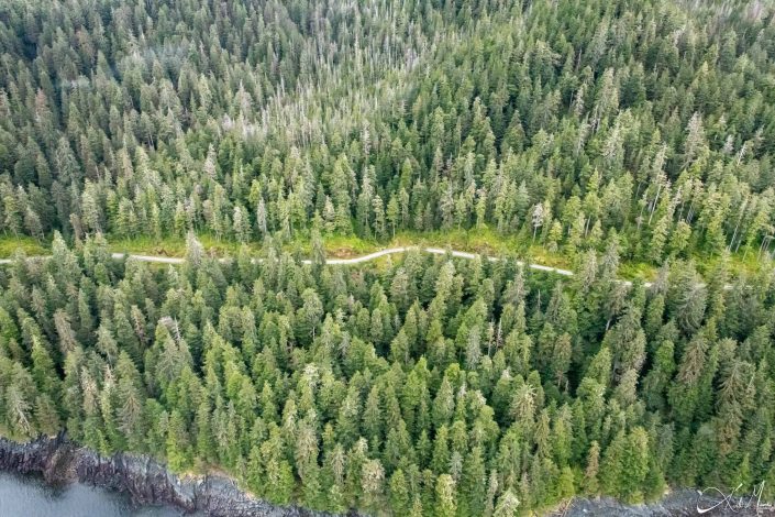 Scenic top view photo of a road which is in-between conical trees