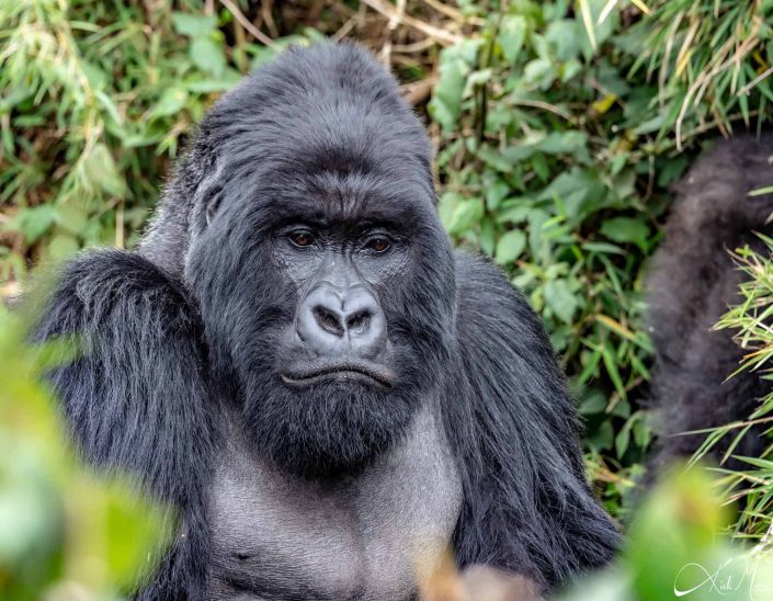 Best close-up photo of a big silver back gorilla looking thoughtful. Rwanda