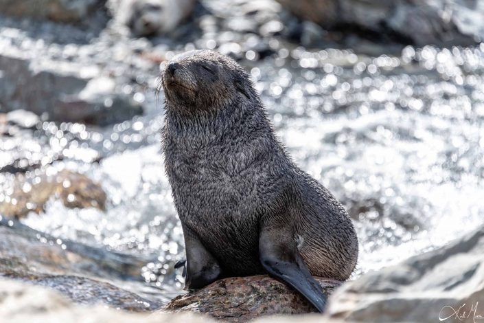 Baby seal sitting on a rock with eyes closed and a tear rolling down its cheeks