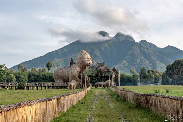 Big open venue where the baby gorilla naming ceremony takes place every year, Rwanda