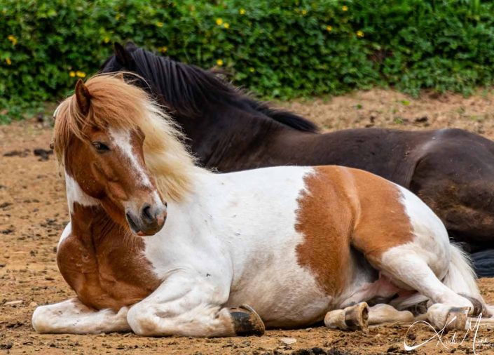 Best photo of an Icelandic horse sitting