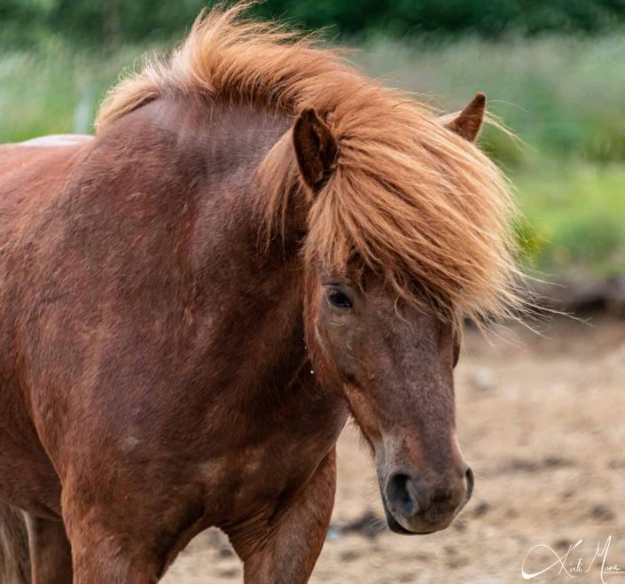 Best photo of an Icelandic horse