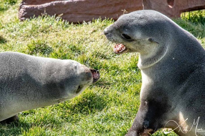 Close-up of two seals fighting