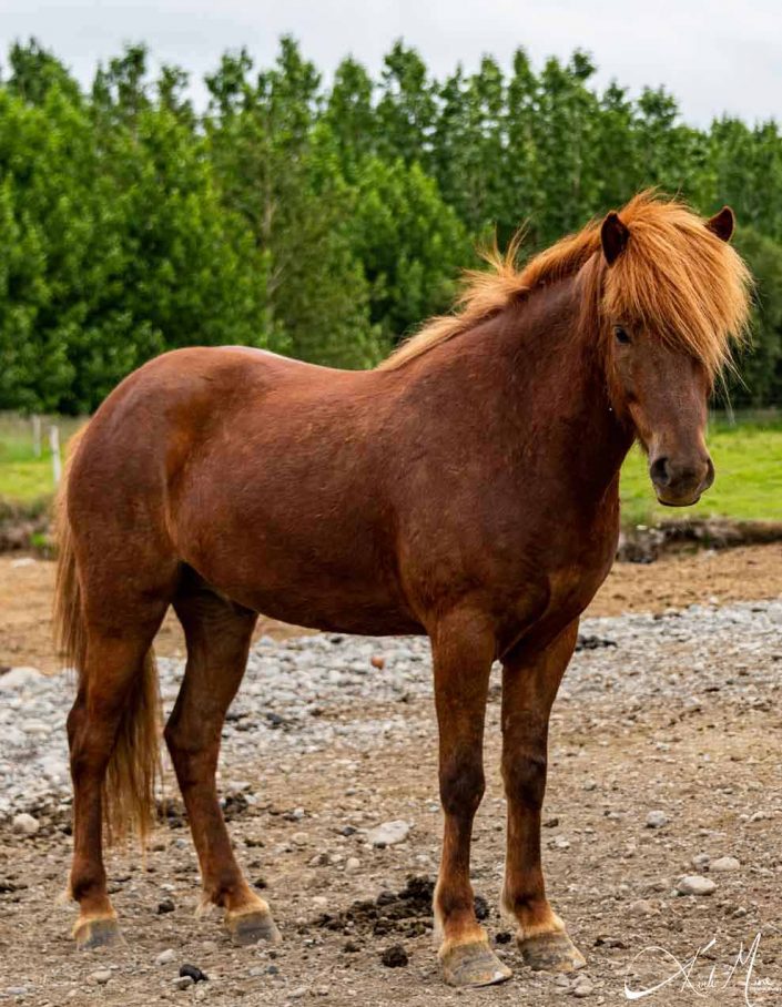 Best photo of an Icelandic horse