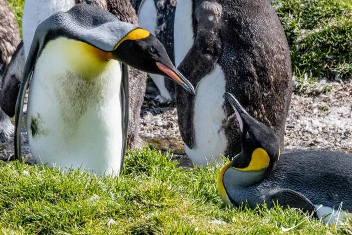 Dramatic photo of a King penguin looking angrily at another king penguin lying on the floor