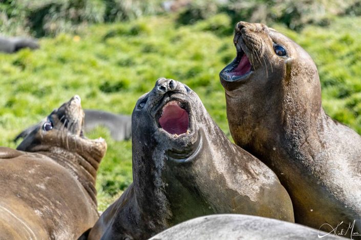 3 large seals with open mouth, looks like they are singing a chorus