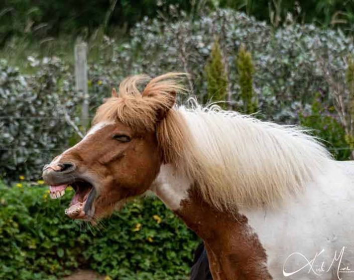 Funny laughing photo of Icelandic horse