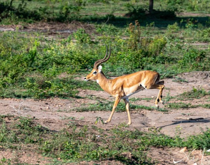 Impala running with back legs up in the air