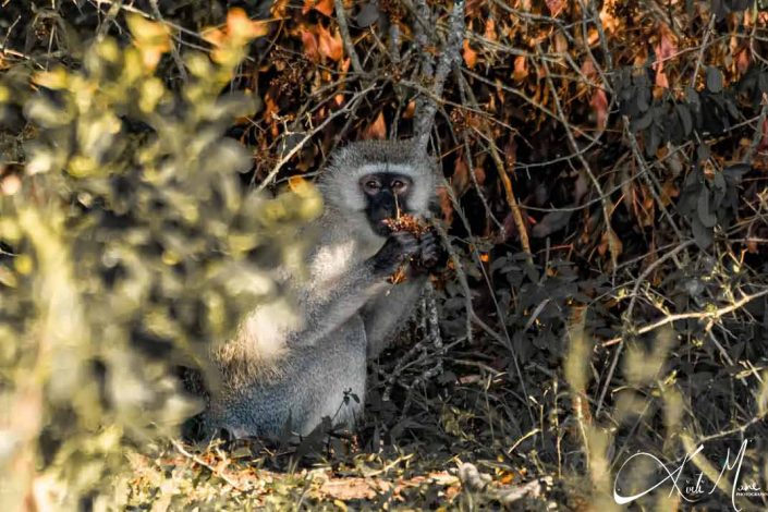 Cute photo of a vervet monkey eating in the bushes