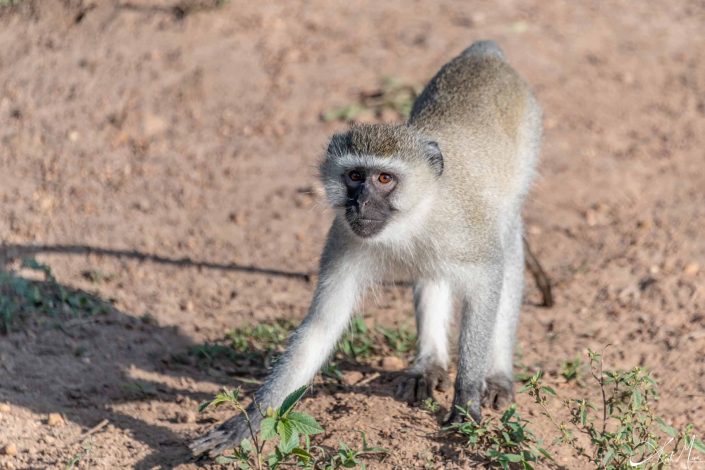 Beautiful close-up photo of a vervet monkey