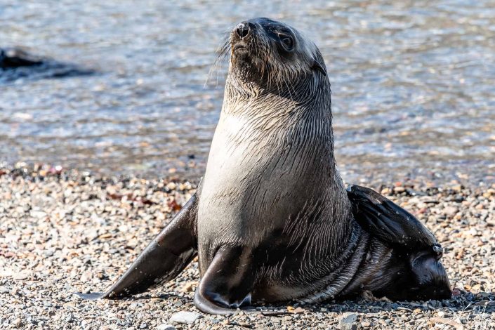 Young seal all posed up