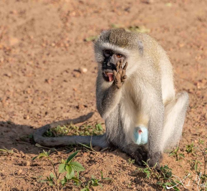 Cute picture of a vervet monkey sitting and about to lick the back of his hand.