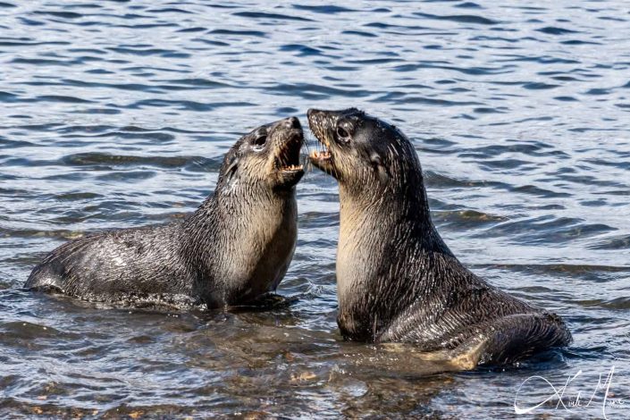 Seals play flighting in water