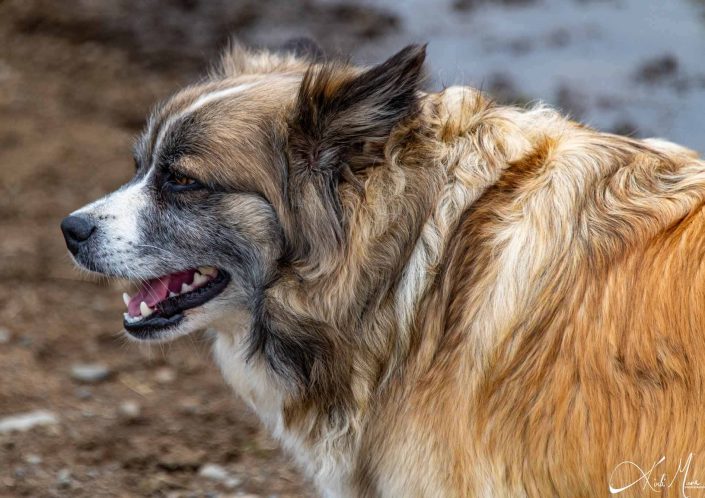 Best close-up photo of a dog