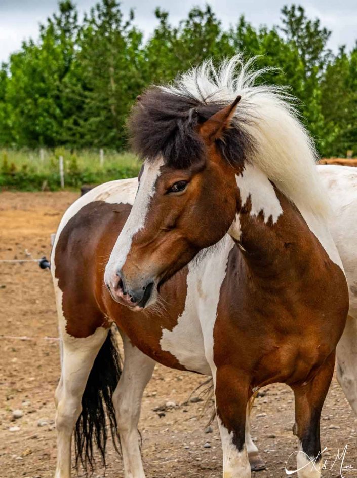 Best photo of an Icelandic horse