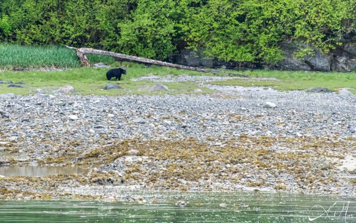 Photo of a black bear on a beach