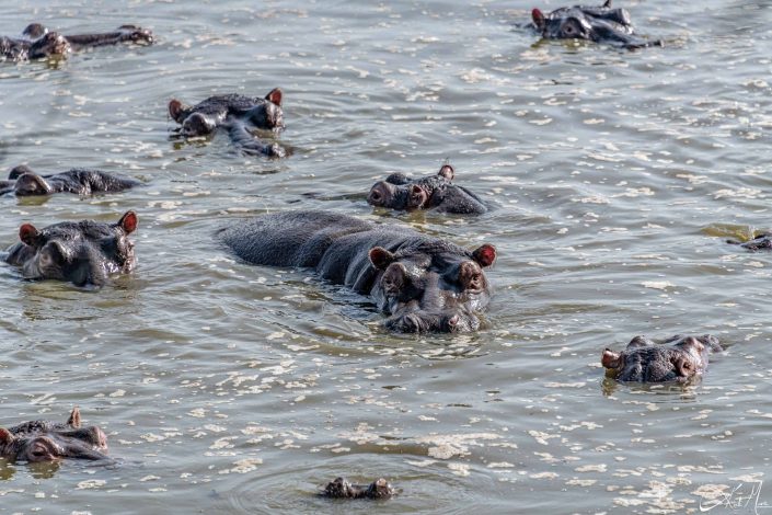 Group of hippos in the lake