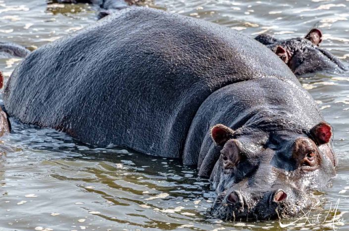 Close-up of a large hippo in the lake